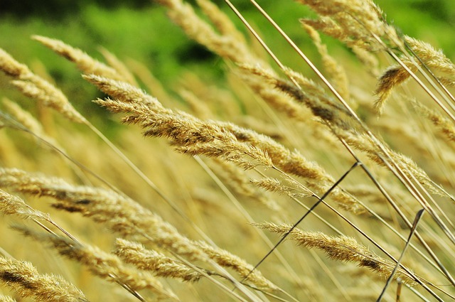 Free Cereal Meadow photo and picture