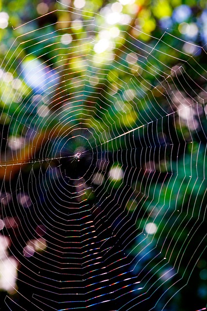 Free Spider Web Backlighting photo and picture