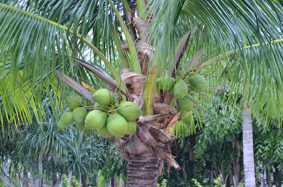 Yajasu Tree 야자 야자나무 야자수 - Pixabay의 무료 사진 - Pixabay