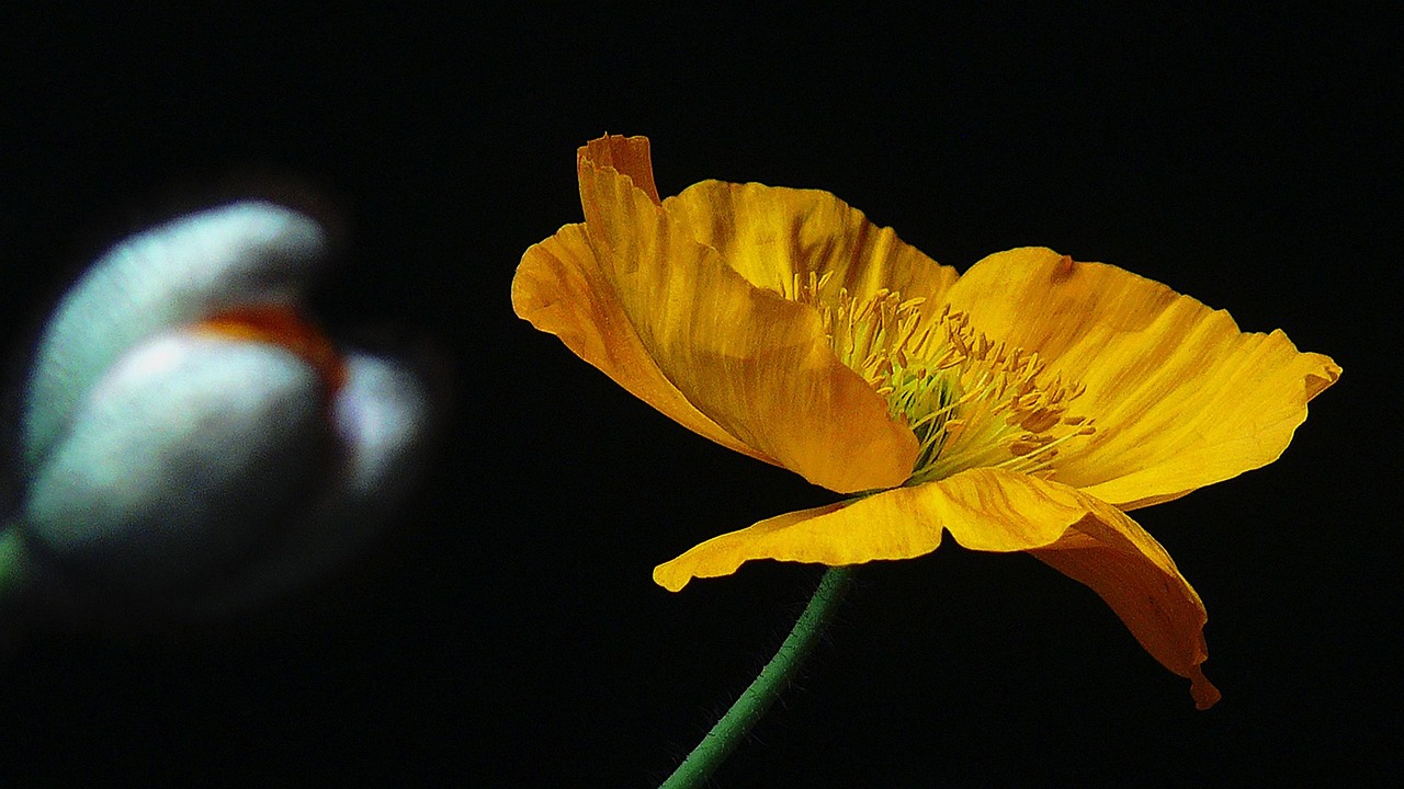 Flower - free online jigsaw puzzle photo