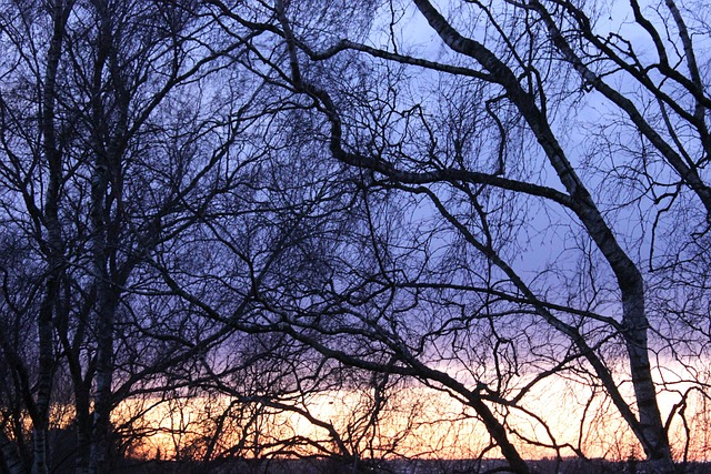 Free Evening Winter Evening photo and picture