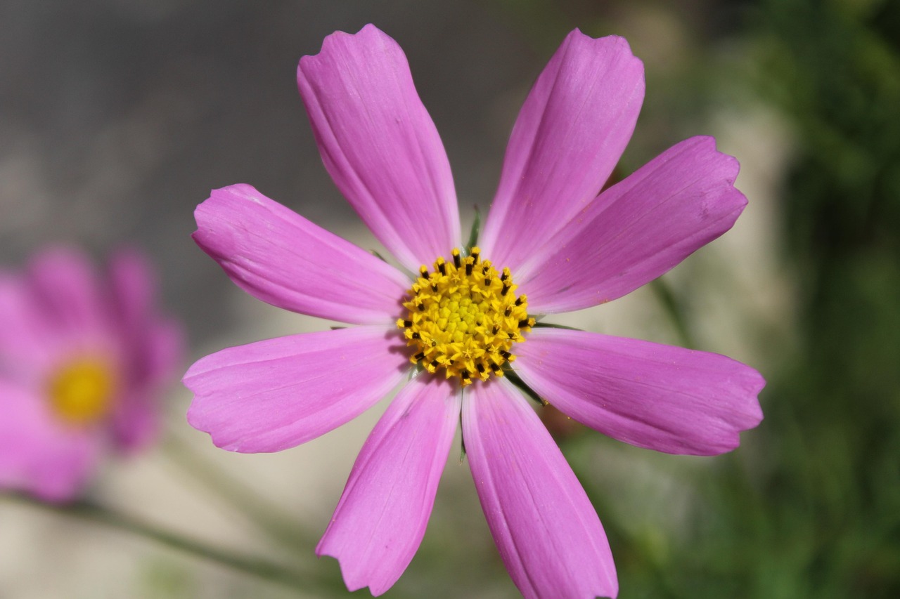 Pinke Blume Natur Kostenloses Foto auf Pixabay Pixabay