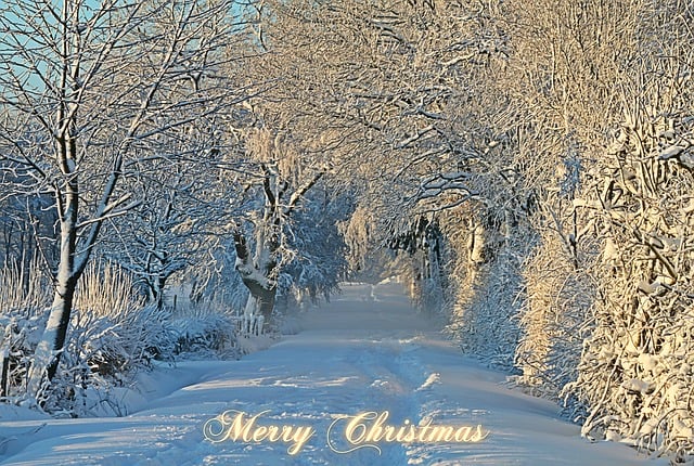 Free christmas christmas card christmas greeting illustration