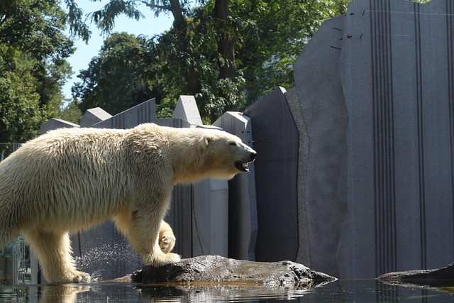 Free Polar Bear Bear photo and picture