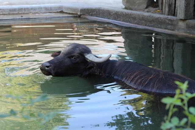 Free Buffalo Water Buffalo photo and picture