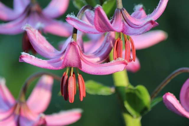Free Flower Protected Flower photo and picture
