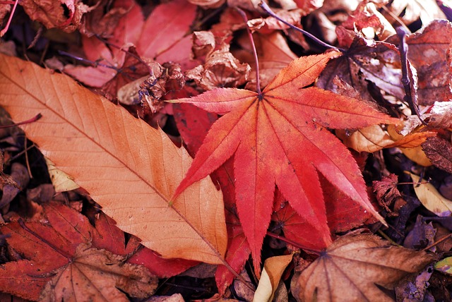 Free Maple Leaf Autumn photo and picture