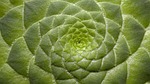 aeonium tabuliforme, succulent dish, plant