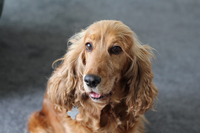 Free Spaniel Dog photo and picture