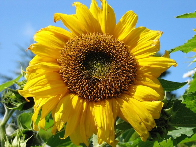 Free Sunflower Nature photo and picture