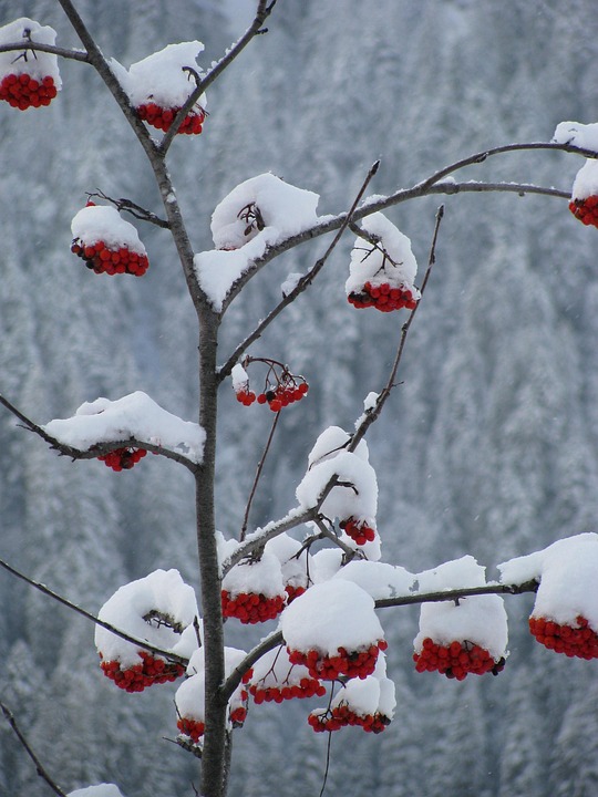 Baies Rouges Hiver Rouge Baies Neige - Photo gratuite sur Pixabay - Pixabay