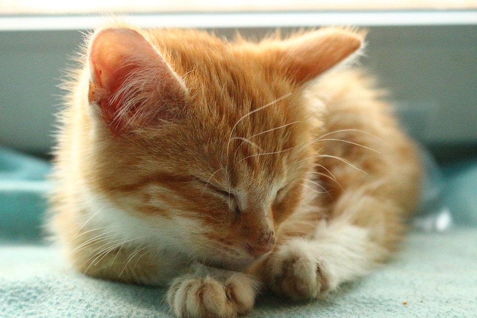 子猫 猫の赤ちゃん 猫 · Pixabayの無料写真