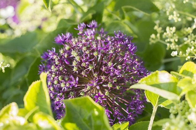 Blomster, Blomst Baggrund, Have
