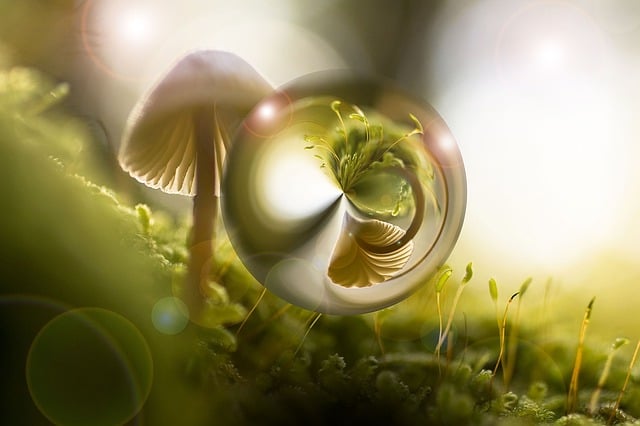 Free nature mushroom light illustration