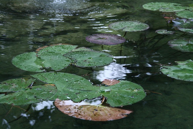 Free Pond Water photo and picture