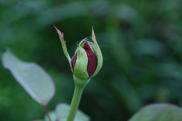 Free Rosebud Rose photo and picture