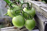 green tomatoes, crop, vegetables
