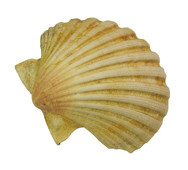 Mušle, Skořápka, Lastura, Příroda