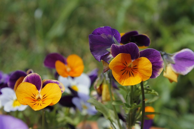 Free Orange Violet photo and picture