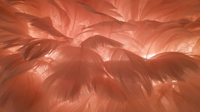 Free Feathers Lamp photo and picture