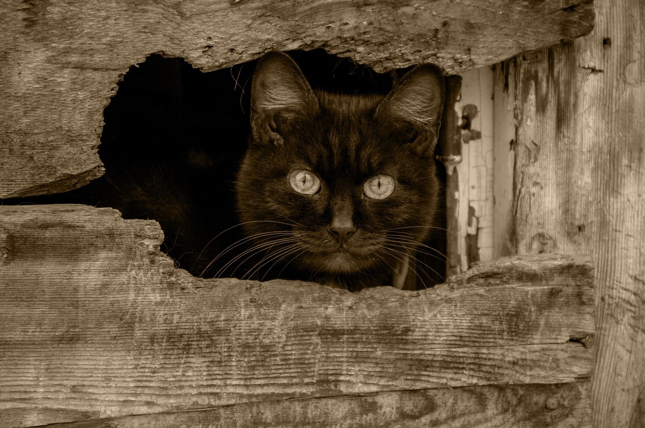 Black Cat - free online jigsaw puzzle photo