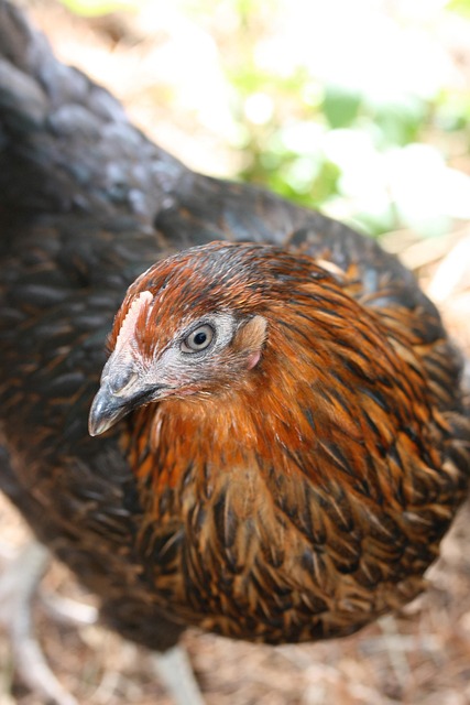Free Chicken Eye photo and picture