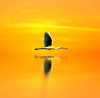 Free West Heron illustration and picture