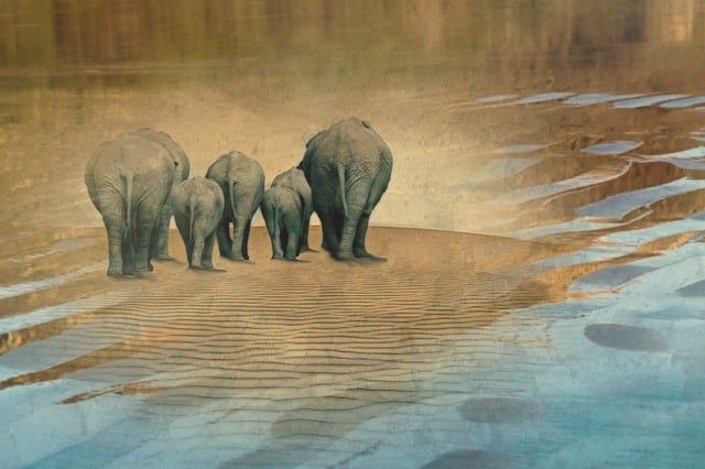 Free elephants animals elephant herd illustration
