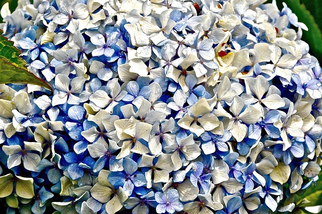 Blume, Garten, Feder, Natur, Hortensia