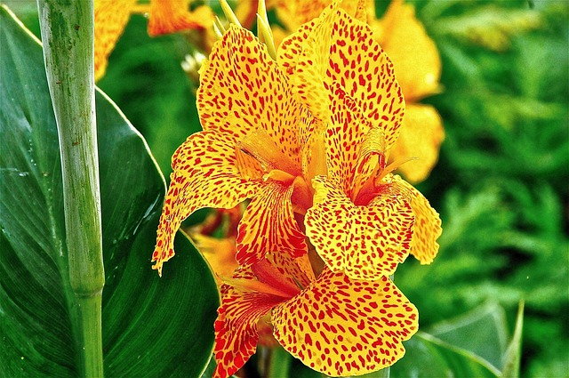 Blume, Gelb, Natur, Feder, Gelbe Blume