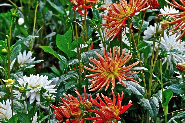 Blume, Garten, Feder, Orange, Blumen