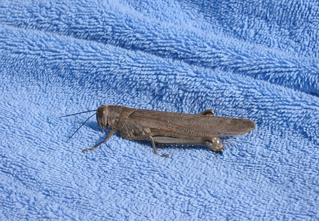 Free Grasshopper Insect photo and picture