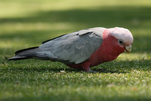 Free Parrot Grey photo and picture