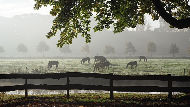 Free Fog Backlighting photo and picture