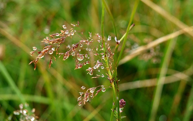 Free Trembling Grass Dew photo and picture