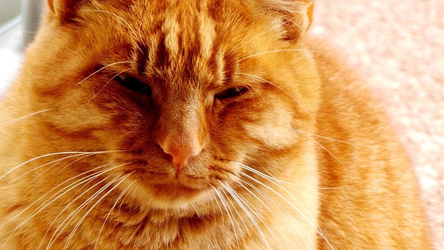 Rote Katze, Katze, Tier, Katzenartig