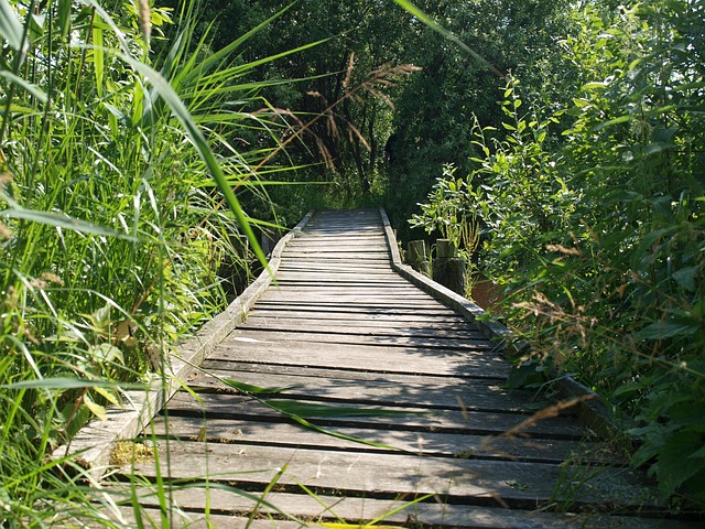 Free Bridge Web photo and picture