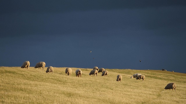 Free Thunderstorm Dyke Sheep photo and picture