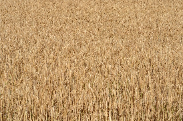 Free Harvest Field photo and picture