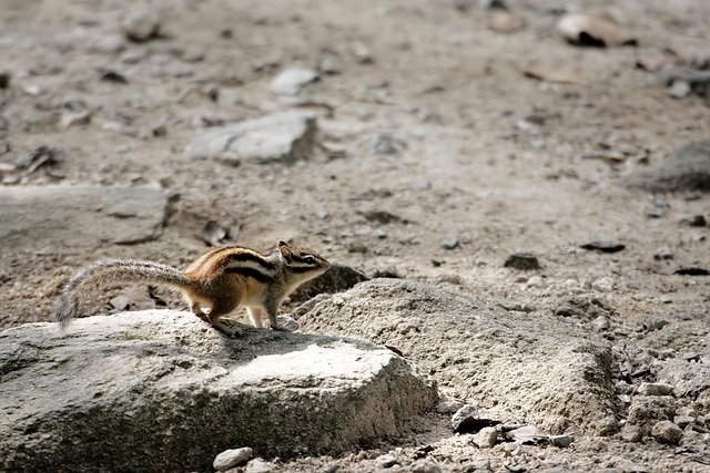 Free Squirrel Rodent photo and picture