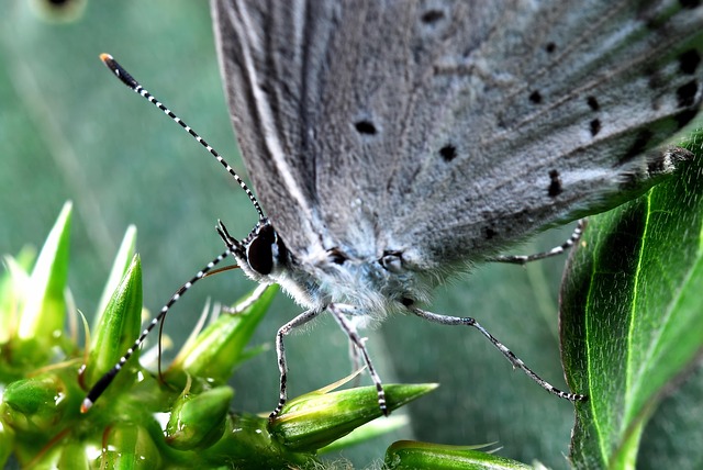 Free Butterfly Flower Background photo and picture