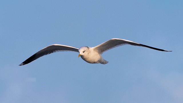 Free Gull Close Up photo and picture