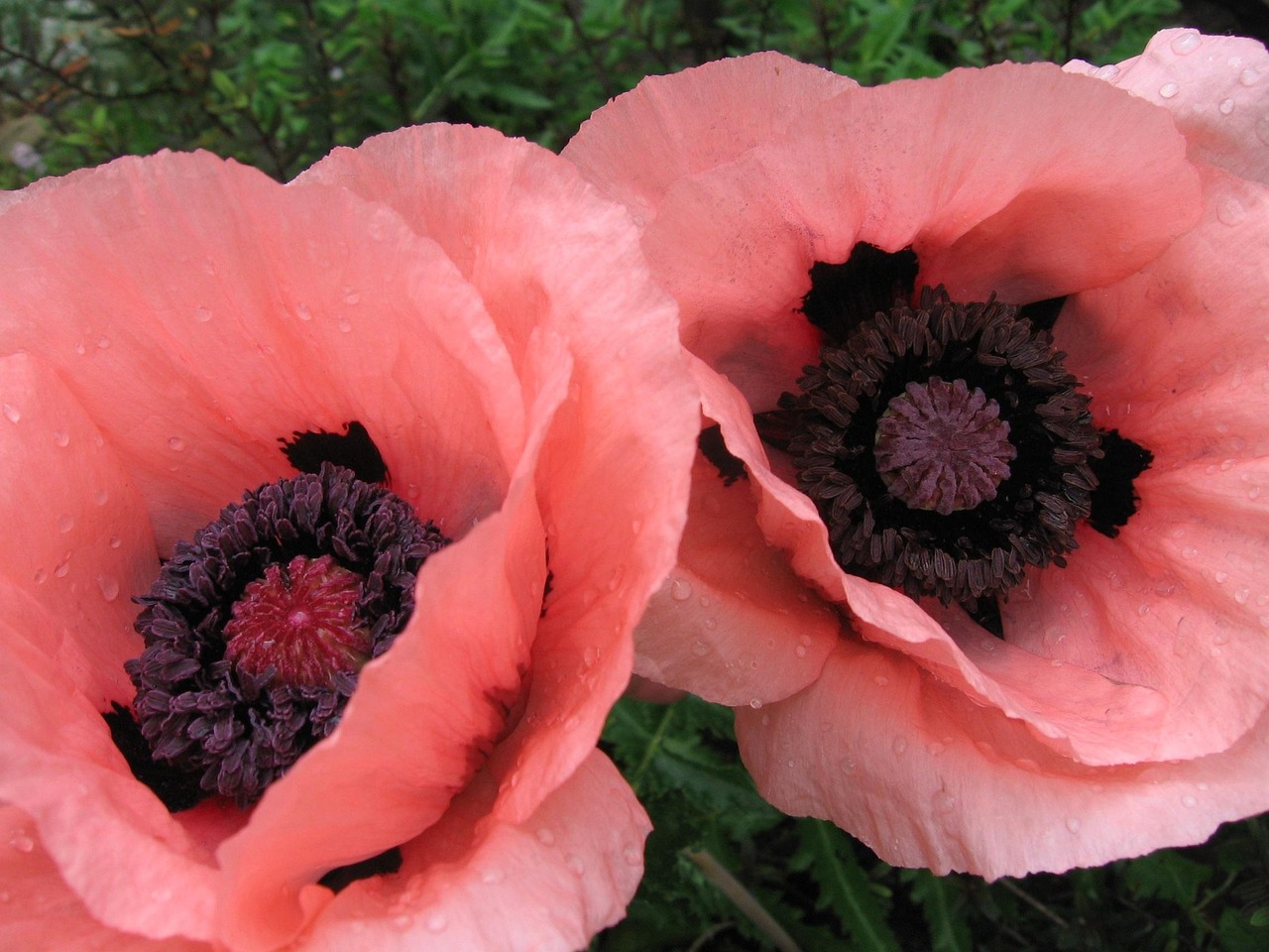 Poppies Flowers · Free photo on Pixabay