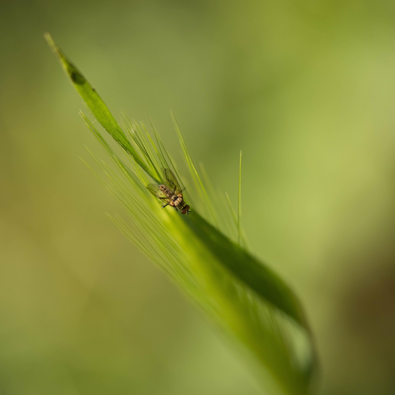 Springendes Insekt Eine Menge Natur Insekten - Kostenloses Foto auf Pixabay - Pixabay
