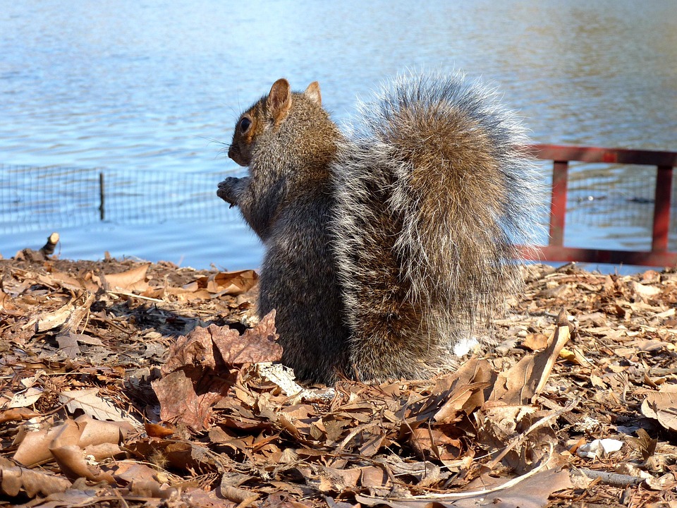 Squirrel Animal - Free photo on Pixabay