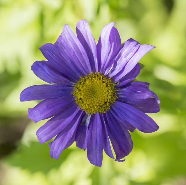 Aster, Blomst, Blomst Tapet