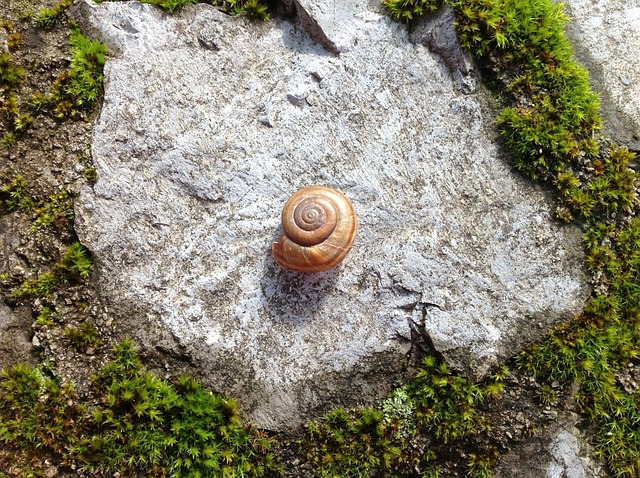 Free Snail Shell photo and picture