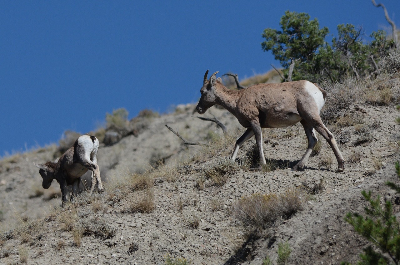 Download free HD stock image of Goat Mountain Goat Free Goat Mountain Goat photo and picture