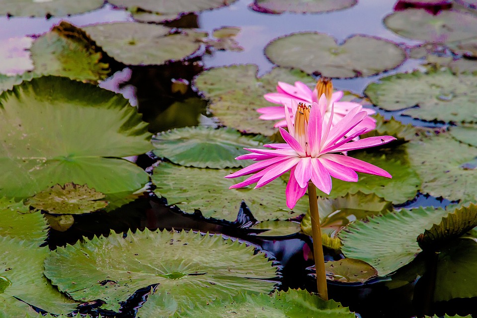 Lotus Pink Depression - Free photo on Pixabay - Pixabay