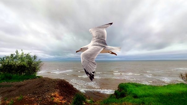 Free Beach Coast photo and picture